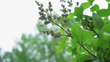 ön plandaki yeşil daldan arka plandaki ağaçlara odaklanma değişiklikleri