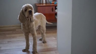 Cocker spanyel cinsinin bir köpeği Salonda duruyor