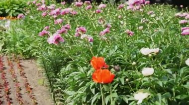 Çiçek tarhında sık çiçekler rüzgarda sallanıyor.