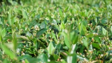 Rüzgâr kesilen çalıların tepesinde yapraklar ve çiçeklerle eser.