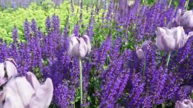 Leylak laleleri ve mor lavanta çiçekleri olan bir çiçek tarhı. Rüzgarın estiği yere yakın.