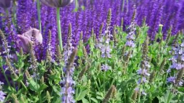Mavi çiçekli ve rüzgârda uçuşan mor lavantalı bir çiçek tarlası.