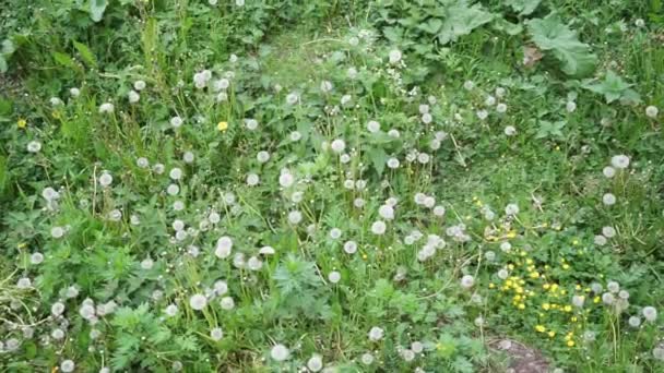 Field White Dandelions Shot Flat Lay — Stock Video