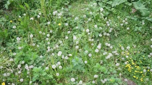 Field White Dandelions Shot Flat Lay Camera Swing — Stock Video