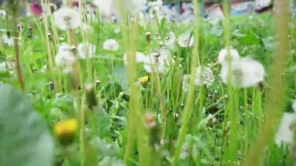 Caminando Través Del Campo Diente León Punto Vista Bajo — Vídeo de stock