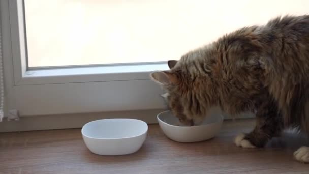 Een Kat Eet Haar Eten Zittend Een Vensterbank Ochtend — Stockvideo