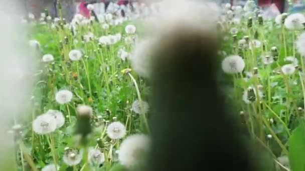 Walking Dandelion Meadow Low Point View — Stock Video