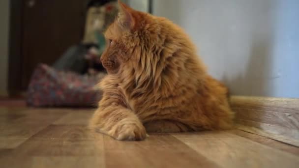 Gato Vermelho Deitado Chão Olhando Para Esquerda — Vídeo de Stock