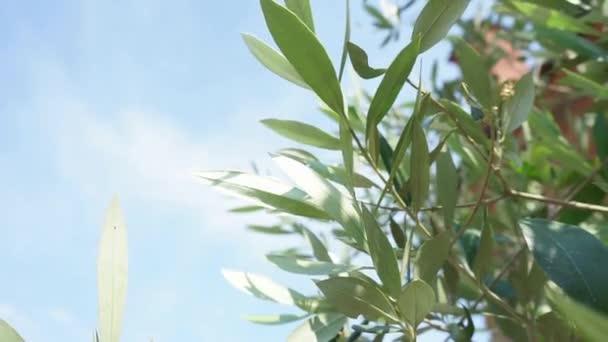 Wind Willow Branches Blue Sky Background — Stock Video