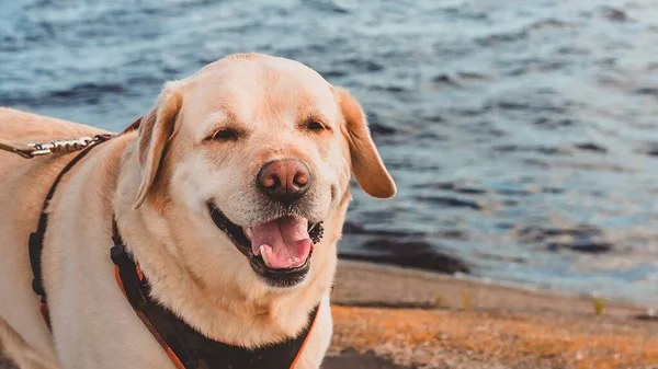 Happy Labrador Retriever Para Playa Ríe Paseo Nocturno Correr Con —  Fotos de Stock