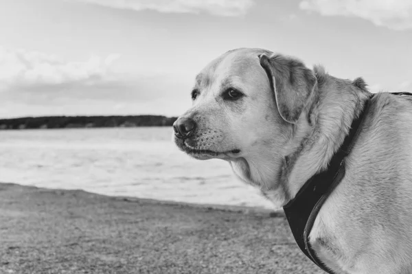 不満ラブラドール堤防沿いの散歩に悲しい顔をして取得します 犬の白黒の肖像画 — ストック写真