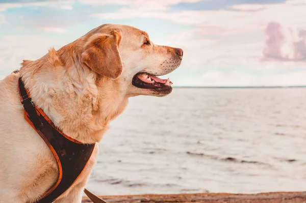 Labrador Retriever in a harness laughs and rejoices against the background of the sea. The dog looks into the distance at the water during the journey