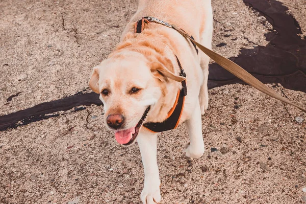 Perro Sonríe Con Arnés Sobre Fondo Del Mar Caminar Con —  Fotos de Stock
