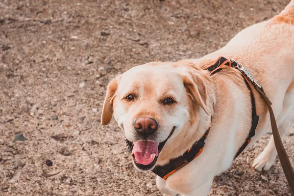 お気に入りのラブラドール レトリバーが綱の上を歩き 所有者を喜んで見上げます 楽しさと便利な犬の散歩 — ストック写真