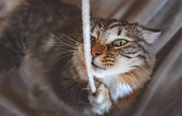 Gato Sostiene Cable Sus Patas Mira Cámara Mascota Gusta Masticar — Foto de Stock