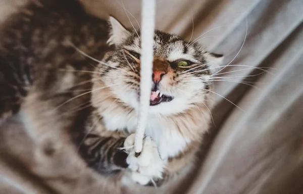 고양이가 전선을 물어서 카메라를 봅니다 케이블을 먹는다 — 스톡 사진