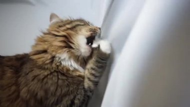 Sibiryalı bir tekir kedi şarj kablosunu yakalıyor ve ısırıyor.
