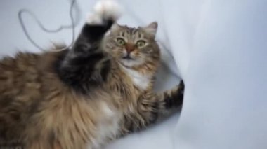 Sibiryalı bir tekir kedi oyun oynuyor ve bir kabloyu ısırıyor.