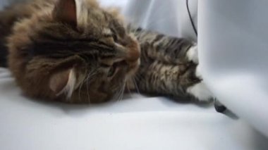 Sibiryalı bir tekir kedi oyun oynuyor, telleri ve kulaklıkları ısırıyor.