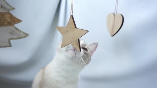 Ένα Σιαμαίο Σημείο Lynx Γάτα Sniffs Ξύλινα Σχήματα — Αρχείο Βίντεο