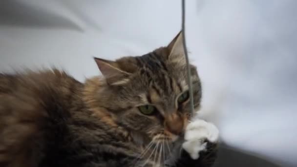un chat tabby sibérien jouant avec et mordant un fil de charge