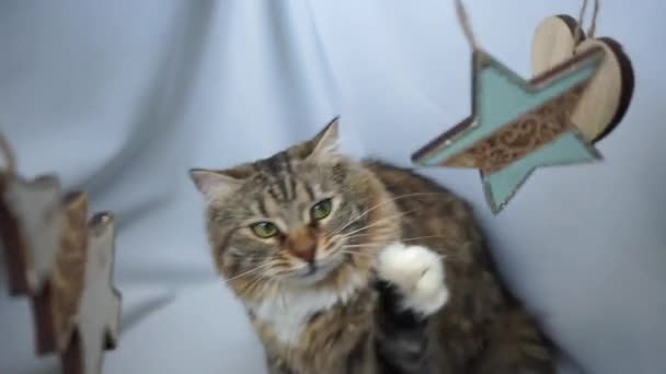 Een Siberische Tabby Kat Snuift Speelt Met Houten Figuren Bijt — Stockvideo