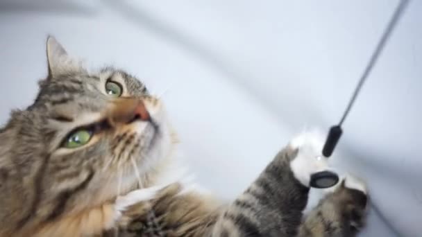 Een Siberische Tabby Kat Met Een Koptelefoon Met Een Poot — Stockvideo