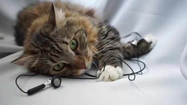 Een Siberische Tabby Kat Liggend Draden Van Koptelefoon — Stockvideo