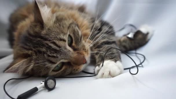 Chat Tabby Sibérien Couché Dans Des Fils Écouteurs Plissant — Video