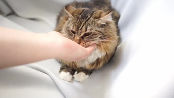 Hand Scratch Stroke Chin Head Tabby Cat — Stock Video