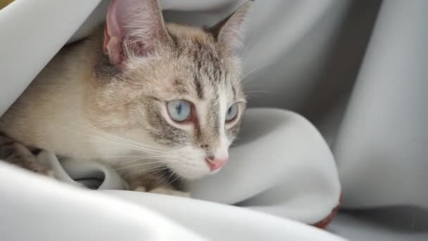 Sonolento Siamês Ponto Lince Gato Sentado Cortina Branca Squinting — Vídeo de Stock