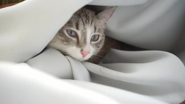 Sleepy Siamese Point Lynx Cat Coming Out White Curtain — Stock Video