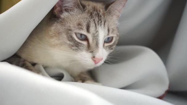 Sleepy Siamese Point Lynx Cat Sitting White Curtain Squinting Looking — Stock Video