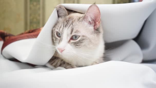 Sleepy Siamese Point Lynx Cat Sitting Curtain Squinting — Stock Video