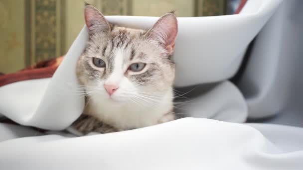 Μια Λευκή Και Γκρίζα Σιαμαία Γάτα Κοιμηθεί Στην Κουρτίνα — Αρχείο Βίντεο