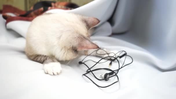 Gato Lince Ponto Siamês Brincando Com Fios Fones Ouvido Mordendo — Vídeo de Stock