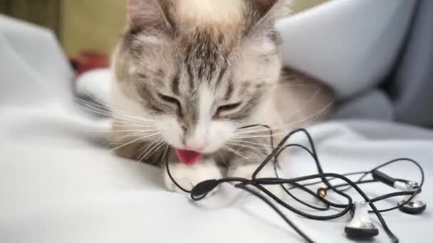 a siamese point lynx cat biting wires of headphones close up
