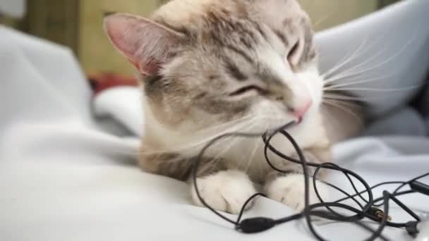 Siamský Rys Kočka Kousání Žvýkání Dráty Sluchátek Zblízka — Stock video