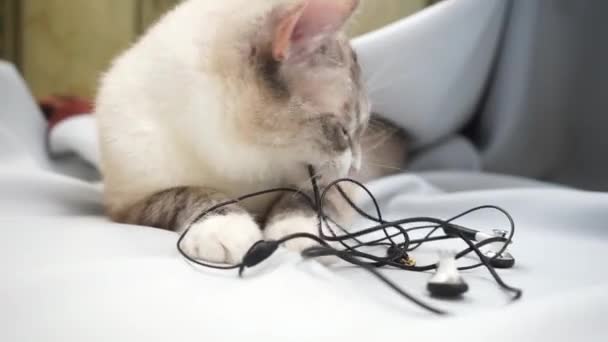 Ponto Siamês Lince Gato Mordendo Fios Fones Ouvido — Vídeo de Stock