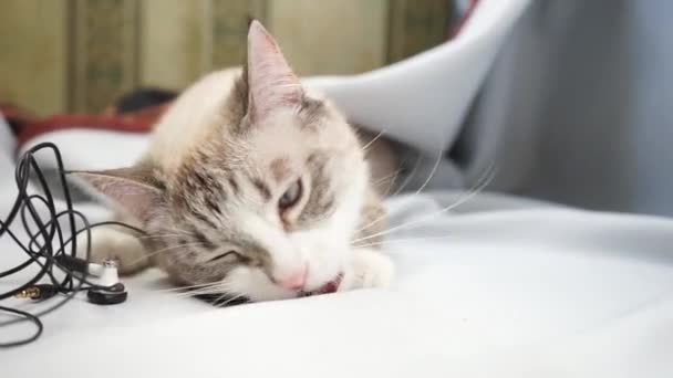 Syjamski Punkt Ryś Kot Gryzie Słuchawka Zbliżenie — Wideo stockowe