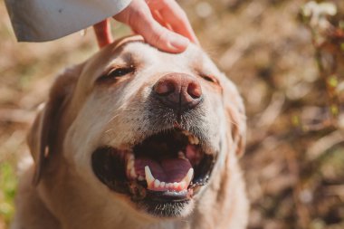 Labrador Retriever sahibi tarafından sevildiği için mutlu. Yürüyüşte bir köpeğin kafasını okşayan bir kız.