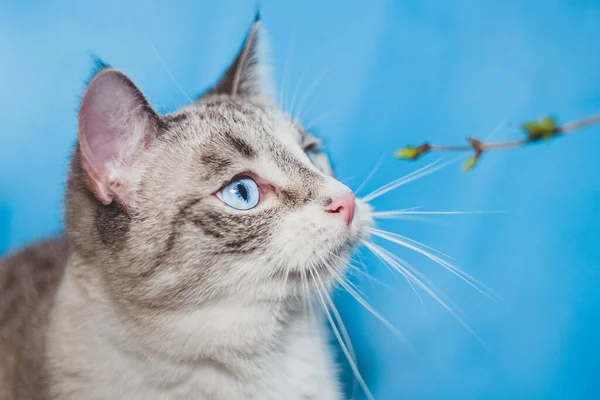 Lince Ponto Siamês Brinca Com Uma Árvore Jovem Alimentando Gato — Fotografia de Stock