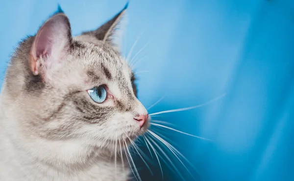 Retrato Lince Ponto Siamês Fundo Azul Gato Branco Com Olhos — Fotografia de Stock