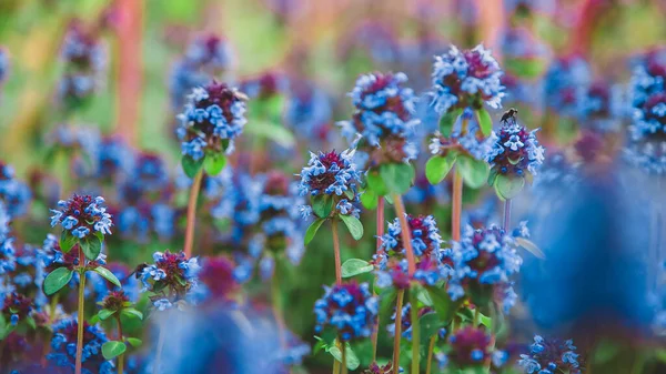 野生の森の青い花タイム ロシアでの薬草の開花 — ストック写真
