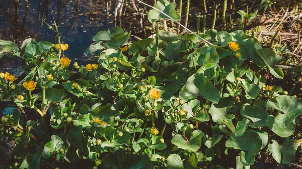 Floración Nenúfares Pantano Plantas Flotantes Acuáticas Las Regiones Del Norte — Foto de Stock