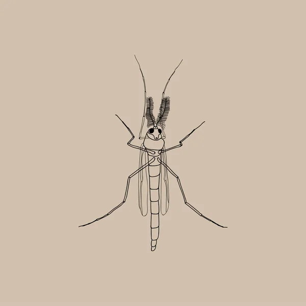 Натуралистическая Иллюстрация Комаров Мужского Пола — стоковый вектор
