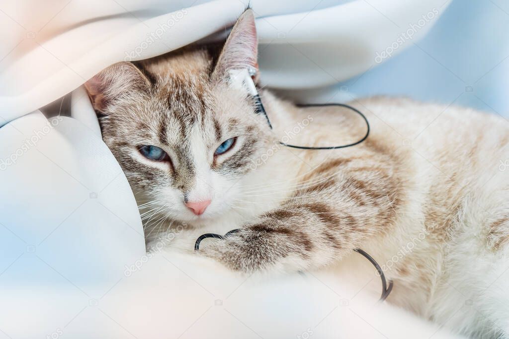 A relaxed cat listens to music with headphones. Recreation of the Siamese point lynx