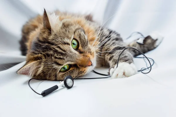The cat is lying with music headphones. The pet is playing with the wires