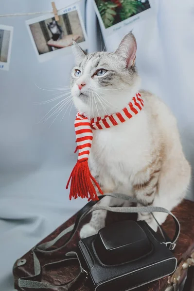 Kočka Modrýma Očima Sedí Pózuje Kufru Kamerou Siamský Rys Červené — Stock fotografie