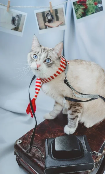 Kočka Modrýma Očima Podívá Kamery Pózuje Kufru Kamerou Siamský Rys — Stock fotografie